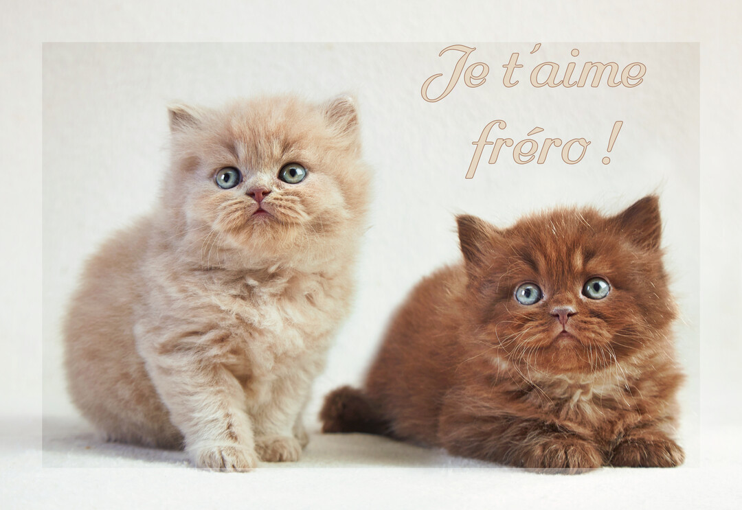 Deux chatons persans, l'un crème assis et l'autre marron couché, regardent la caméra sur un fond blanc avec un texte affectueux.