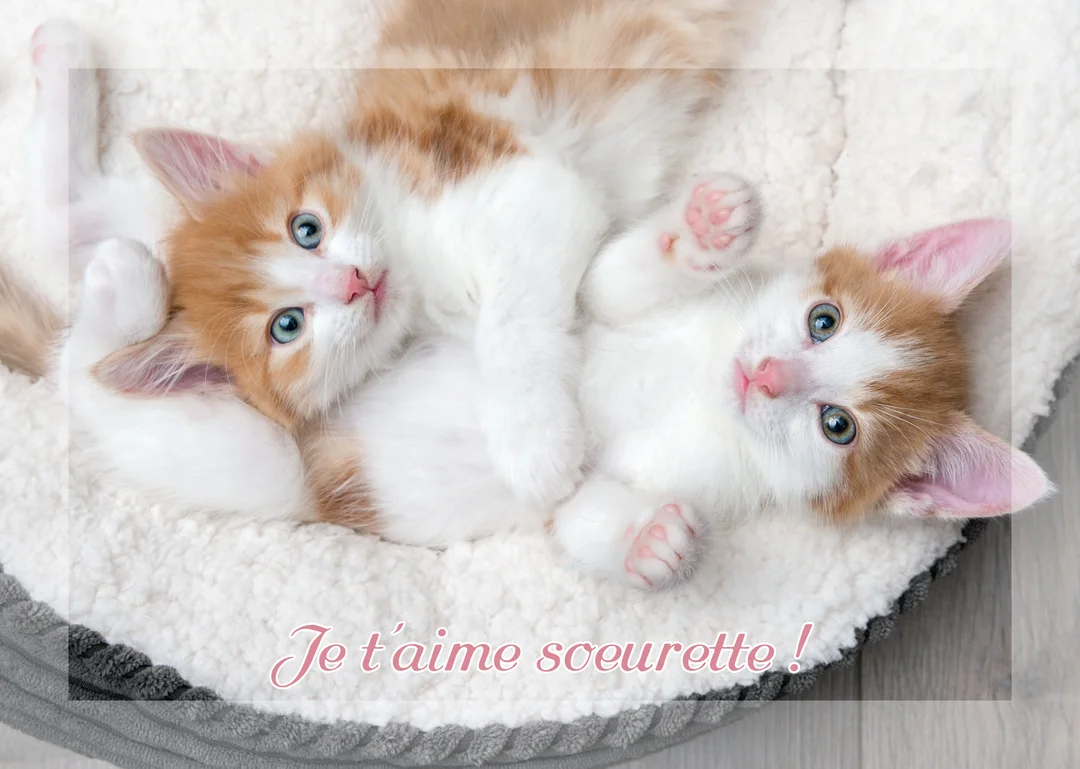 Deux jeunes chatons roux et blancs aux yeux bleus sont tendrement enlacés dans un panier douillet, regardant vers l'objectif avec une expression curieuse.