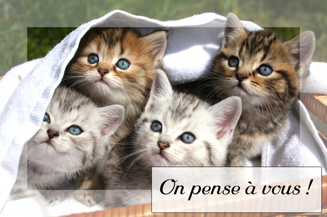 Gros plan sur quatre chatons tigrés et gris aux yeux bleus, regardant vers le haut, blottis ensemble sous une serviette blanche.