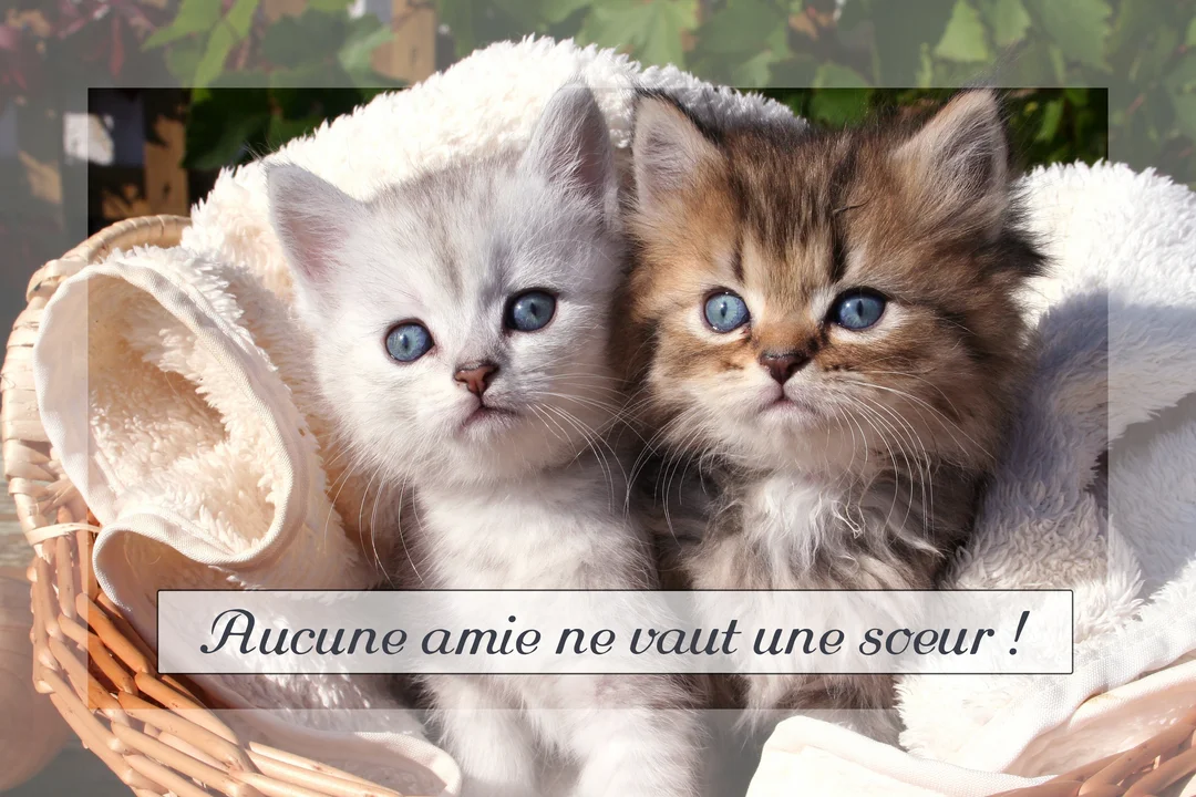 Deux petits chatons, un blanc et un marron, sont assis côte à côte dans un panier et regardent la caméra avec leurs grands yeux bleus.