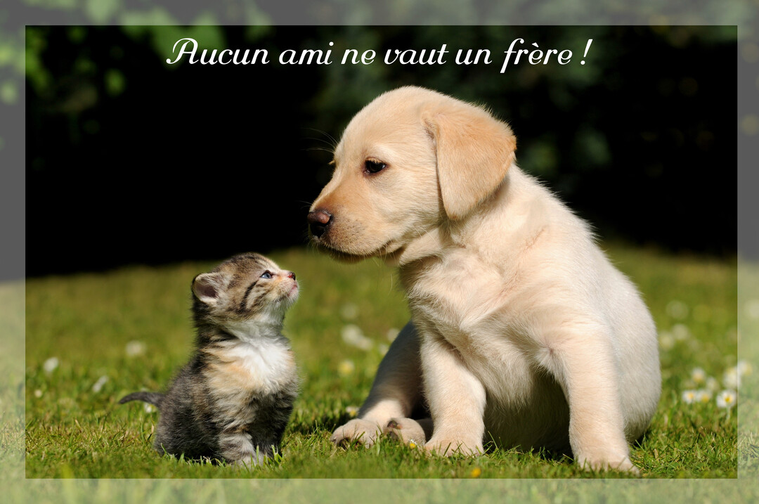 Un jeune chiot labrador de couleur sable est assis sur l'herbe et regarde affectueusement un minuscule chaton tigré qui lève la tête vers lui.