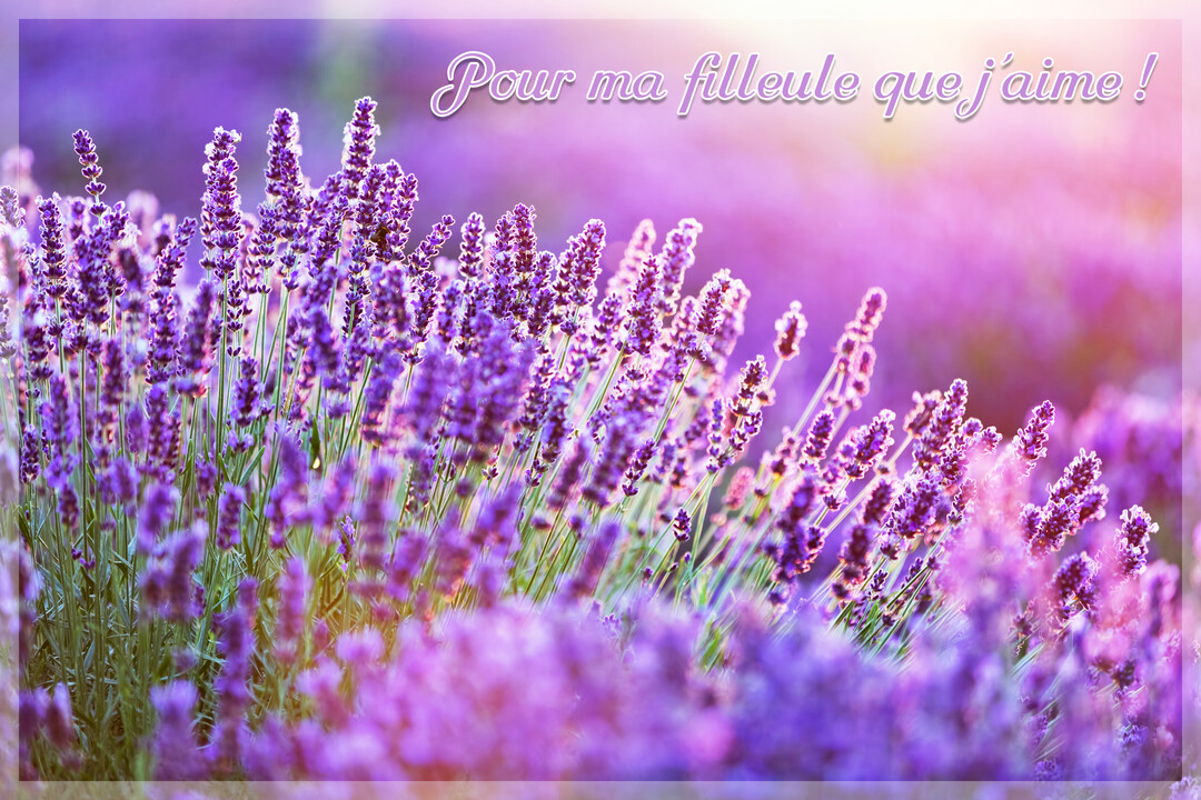 Un champ de fleurs de lavande violettes en gros plan, baigné d'une lumière chaude et douce, avec un effet de flou poétique.