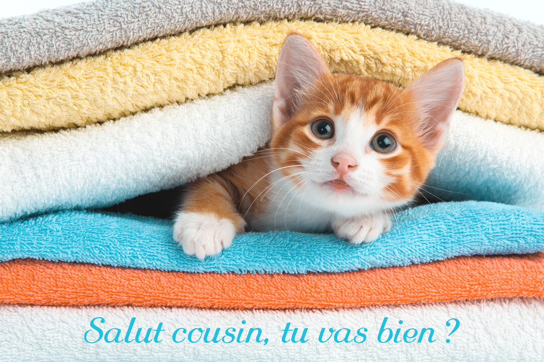 Un jeune chaton roux et blanc au regard curieux se cache entre des serviettes de toilette moelleuses empilées de différentes couleurs.