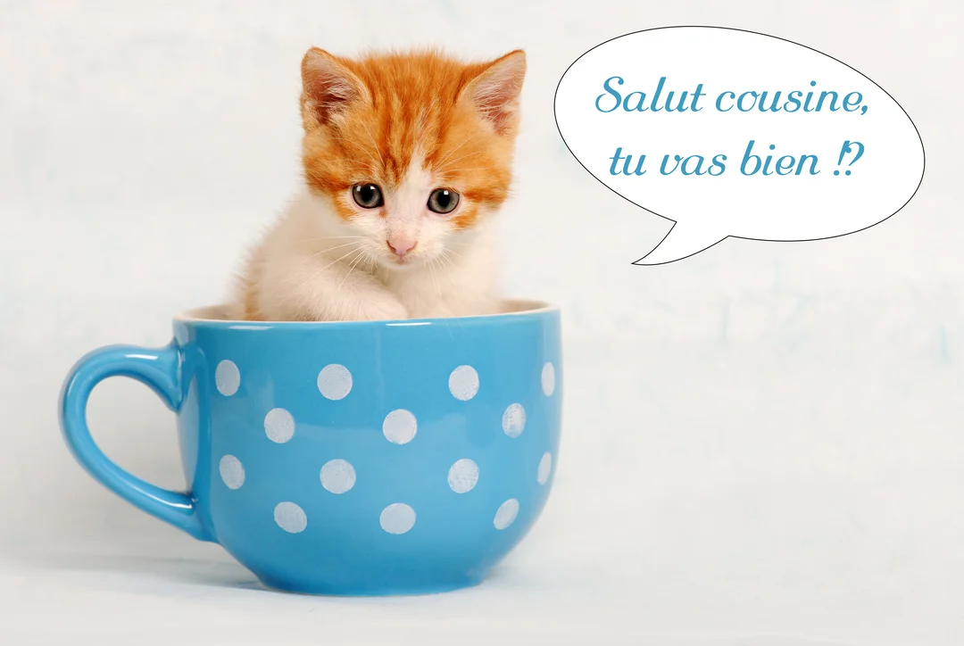 Un petit chaton roux et blanc est assis sagement à l'intérieur d'une grande tasse bleue à pois blancs, sur un fond clair.