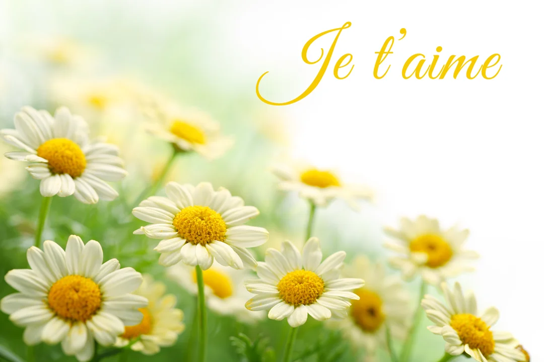 Un champ de marguerites blanches au cœur jaune vif, avec le texte calligraphié en jaune "Je t'aime" sur un fond clair et doux.