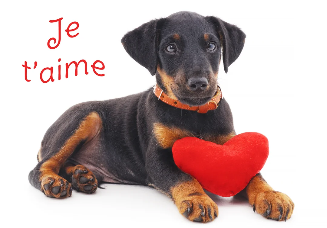 Un jeune chiot noir et marron est allongé sur un fond blanc, regardant la caméra et tenant un cœur rouge en peluche.