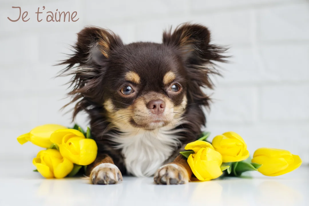 Un petit chihuahua marron à poil long est couché, regardant l'objectif, entouré de tulipes jaunes sur un fond blanc épuré.