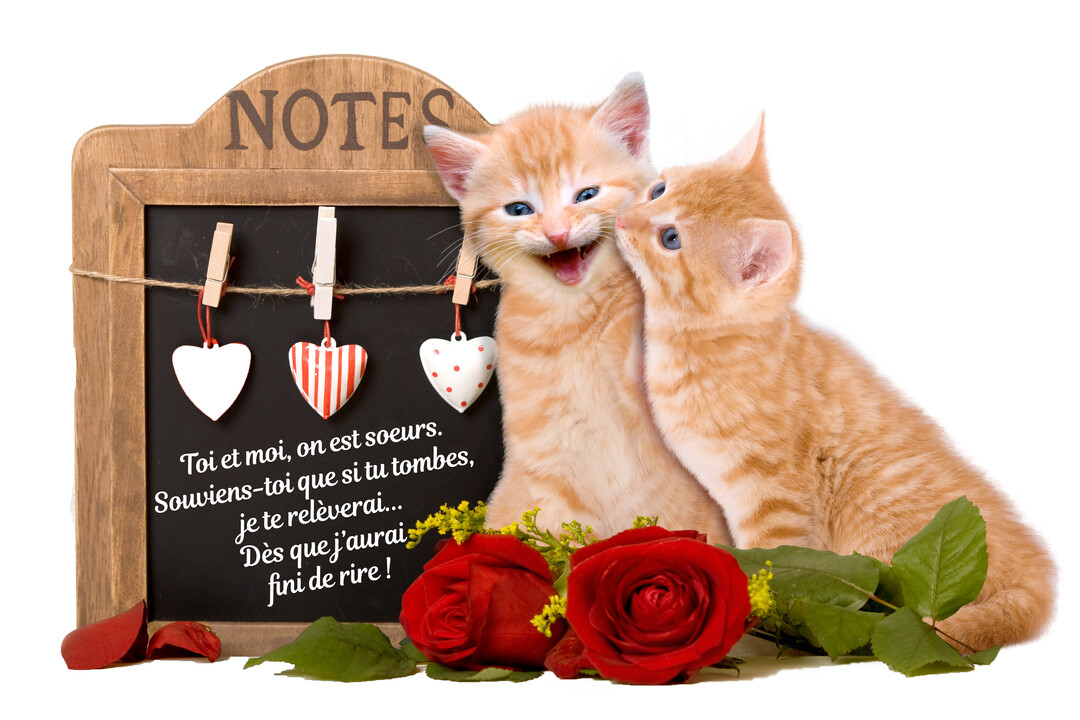 Deux chatons roux sont assis près d'une ardoise portant un message amusant, avec des roses rouges et des cœurs décoratifs sur fond blanc.