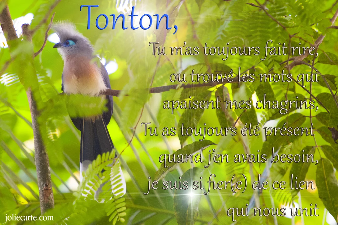 Un oiseau exotique gris et blanc avec une huppe bleue est perché sur une branche au milieu d'un feuillage vert luxuriant.