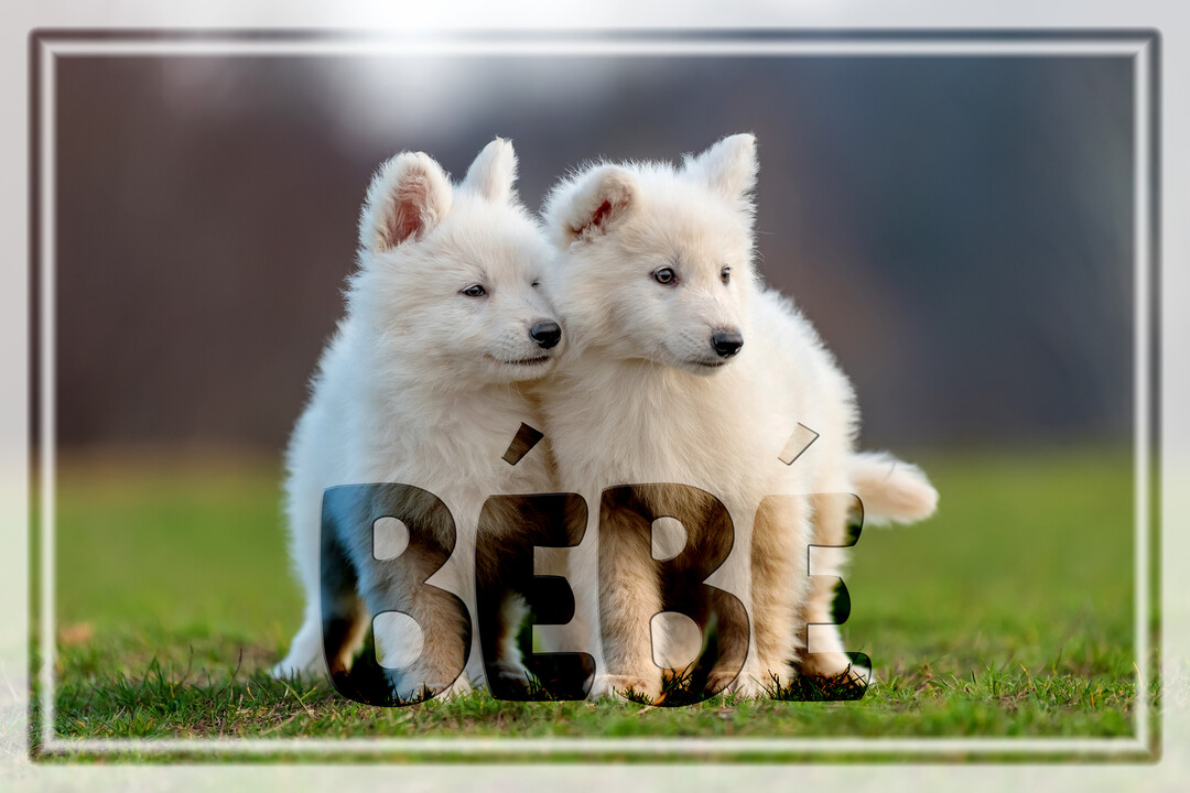 Deux jeunes louveteaux blancs au pelage duveteux sont assis côte à côte sur une pelouse verte, regardant dans la même direction.