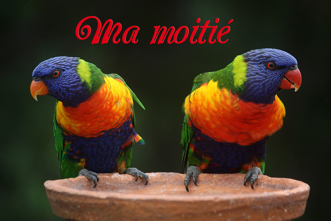 Deux perruches multicolores, appelées loriquets arc-en-ciel, sont posées l'une à côté de l'autre sur le rebord d'un abreuvoir en terre cuite.