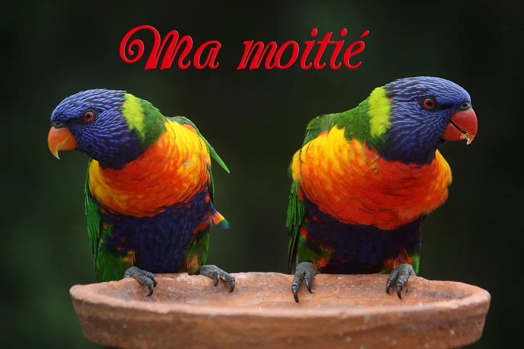 Deux perruches multicolores, appelées loriquets arc-en-ciel, sont posées l'une à côté de l'autre sur le rebord d'un abreuvoir en terre cuite.