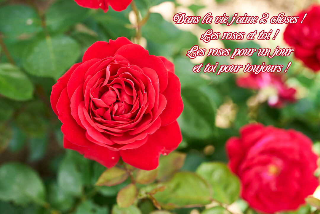 Gros plan sur une rose rouge vif épanouie dans un jardin, avec un texte poétique d'amour superposé sur un fond de feuilles vertes.