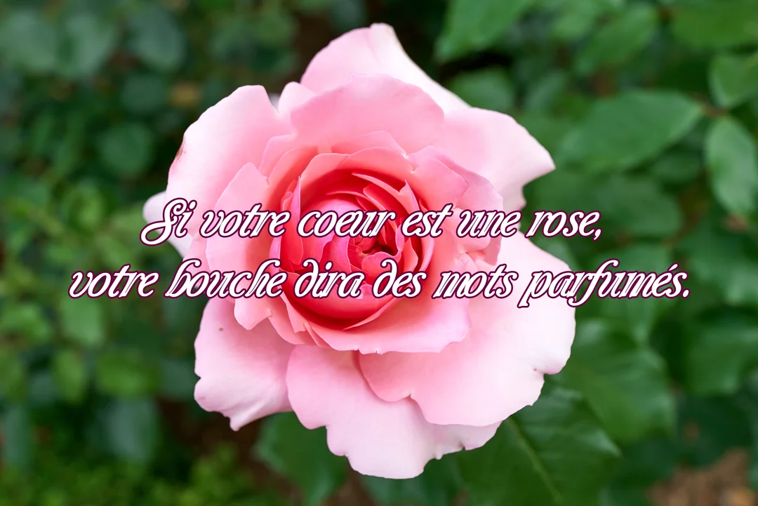 Une rose rose pleinement épanouie en gros plan sur un fond de feuillage vert, avec une citation poétique superposée en lettres blanches.