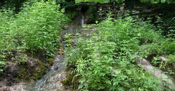 Aperçu de la carte : « L'amour est la source de la vie et le bonheur son énergie... »