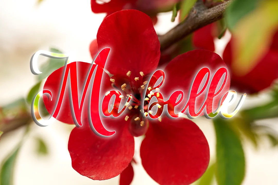 Le texte 'Ma belle' est superposé sur le gros plan d'une fleur rouge aux pétales arrondis, avec un fond végétal flou et lumineux.