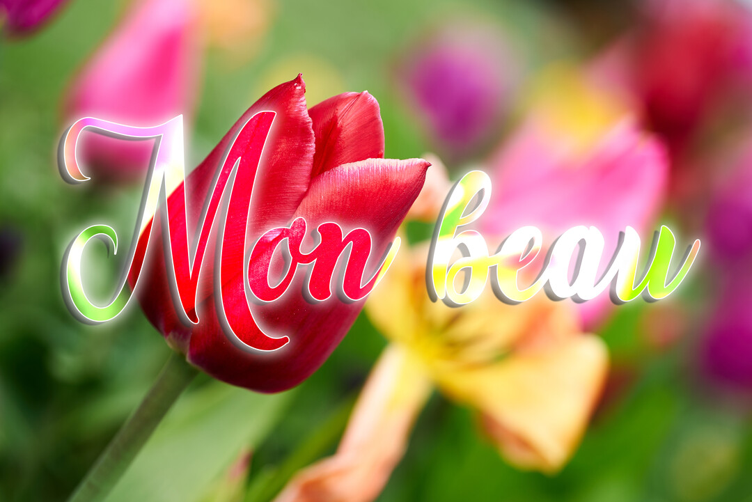 Une tulipe rouge vif au premier plan avec le texte 'Mon beau' superposé, sur un fond de fleurs multicolores en flou artistique.