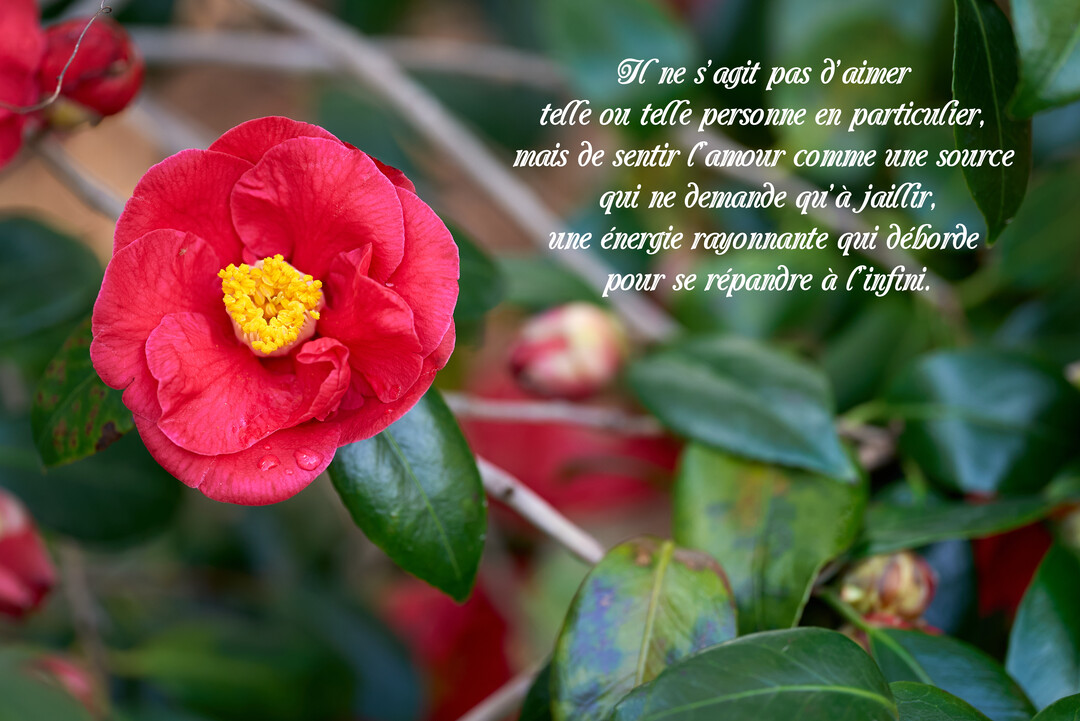 Gros plan sur une fleur de camélia rouge-rose avec un pistil jaune vif, accompagnée d'un texte poétique sur un fond végétal flouté.