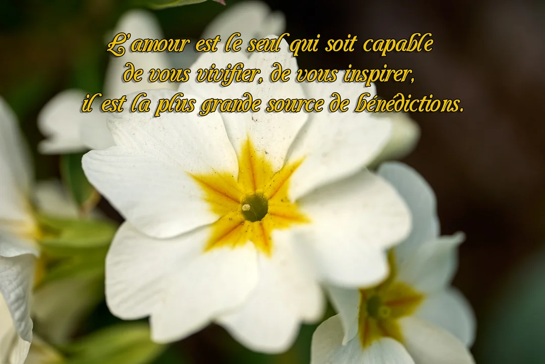 Une photographie en gros plan d'une fleur de primevère blanche au cœur jaune en forme d'étoile, sur un fond naturel et flou.