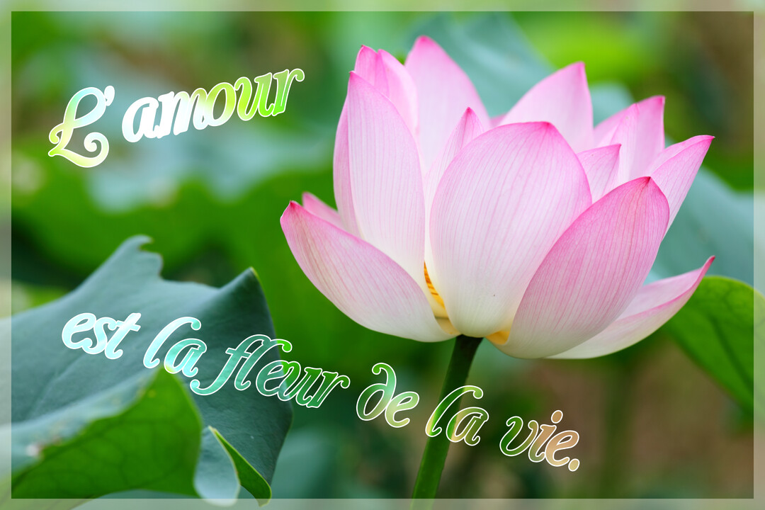 Une photographie macro d'une fleur de lotus rose et blanche épanouie, avec la citation 'L'amour est la fleur de la vie' superposée.