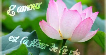 Aperçu de la carte : L'amour est la fleur de la vie.