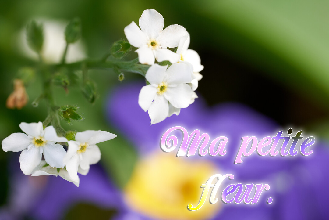 Gros plan sur de petites fleurs blanches délicates, avec en arrière-plan flou des touches vertes et violettes, et le texte "Ma petite fleur" superposé.