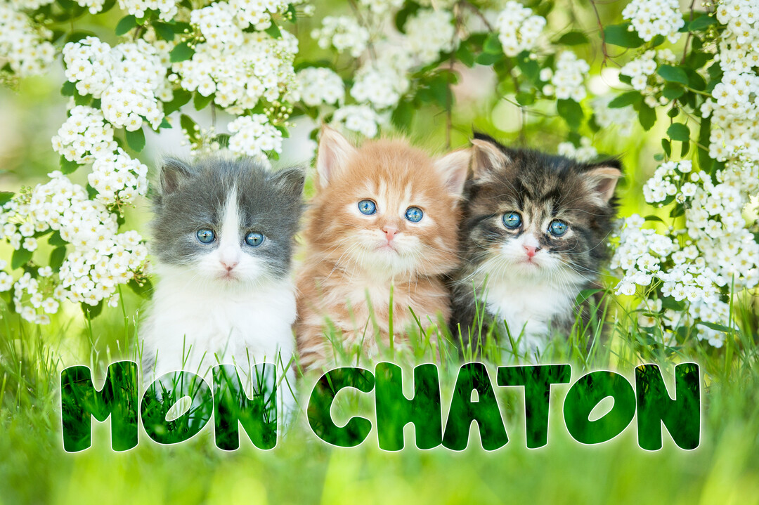 Trois petits chatons aux yeux bleus, de couleurs différentes, sont alignés dans une prairie verdoyante devant un buisson de fleurs blanches.