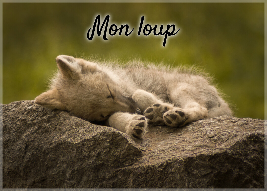 Un jeune louveteau au pelage gris clair dort paisiblement, roulé en boule sur un rocher, avec un arrière-plan de nature verte et floue.