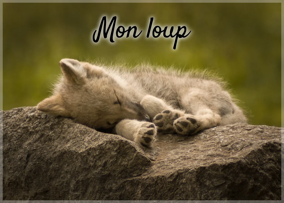 Un jeune louveteau au pelage gris clair dort paisiblement, roulé en boule sur un rocher, avec un arrière-plan de nature verte et floue.