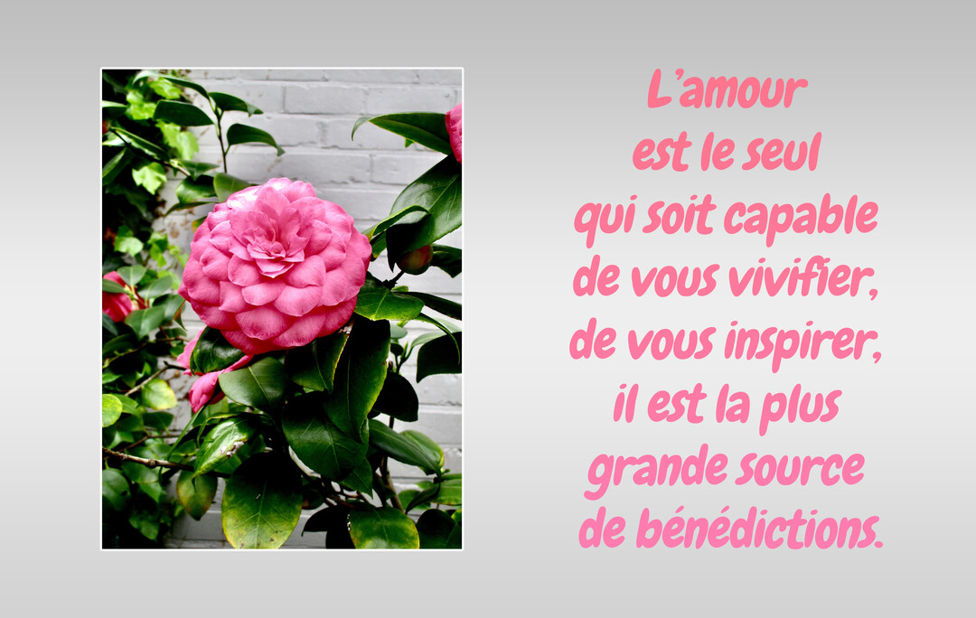 Une photographie d'une fleur de camélia rose vif, entourée de son feuillage vert, juxtaposée à une citation d'amour sur fond gris.