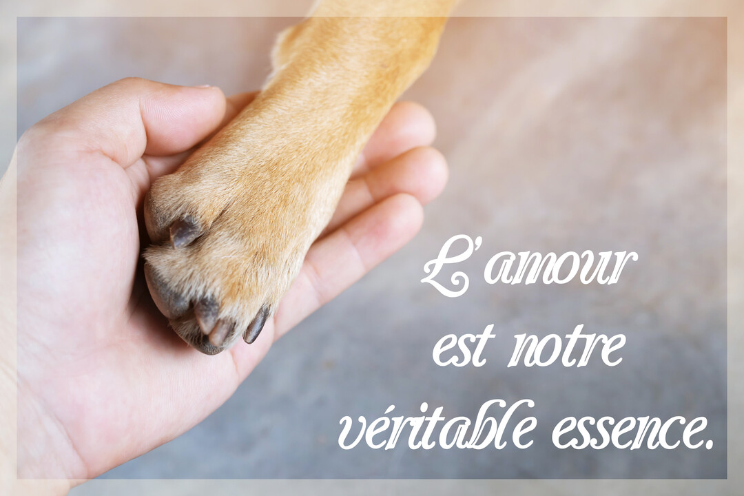 Gros plan d'une main humaine tenant tendrement une patte de chien sur un fond flou et lumineux, illustrant une citation sur l'amour.