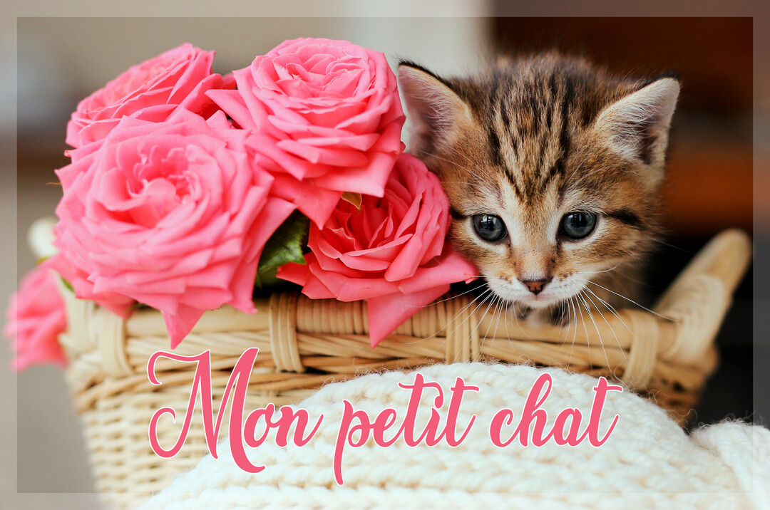 Un jeune chaton tigré au regard attendrissant est blotti dans un panier en osier à côté d'un bouquet de roses roses.