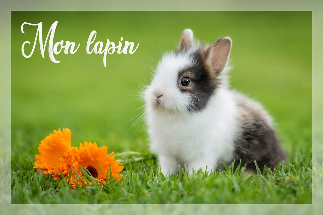 Un très jeune lapin blanc, marron et noir, est assis sur une pelouse verdoyante, près de deux fleurs de souci orangées.