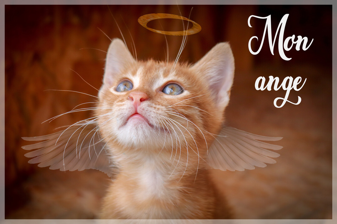 Un jeune chaton roux avec des ailes et une auréole d'ange regarde vers le haut, à côté du texte calligraphié 'Mon ange'.