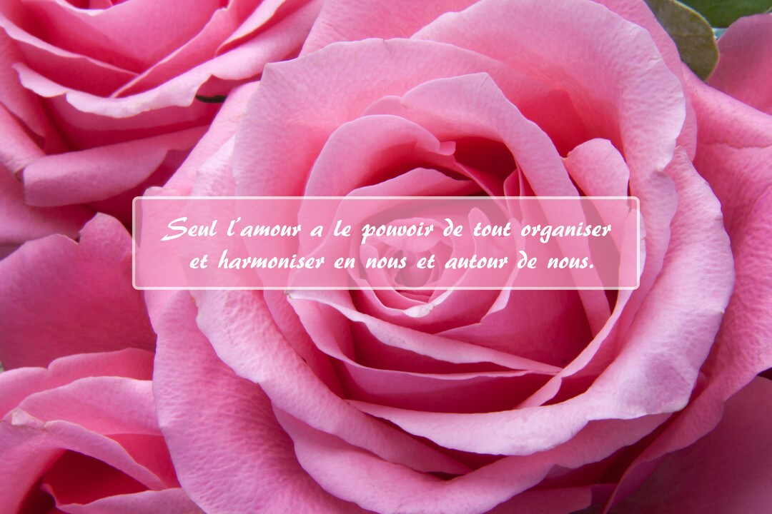 Gros plan sur un bouquet de roses épanouies de couleur rose vif, avec une citation sur l'amour superposée au centre dans un bandeau translucide.