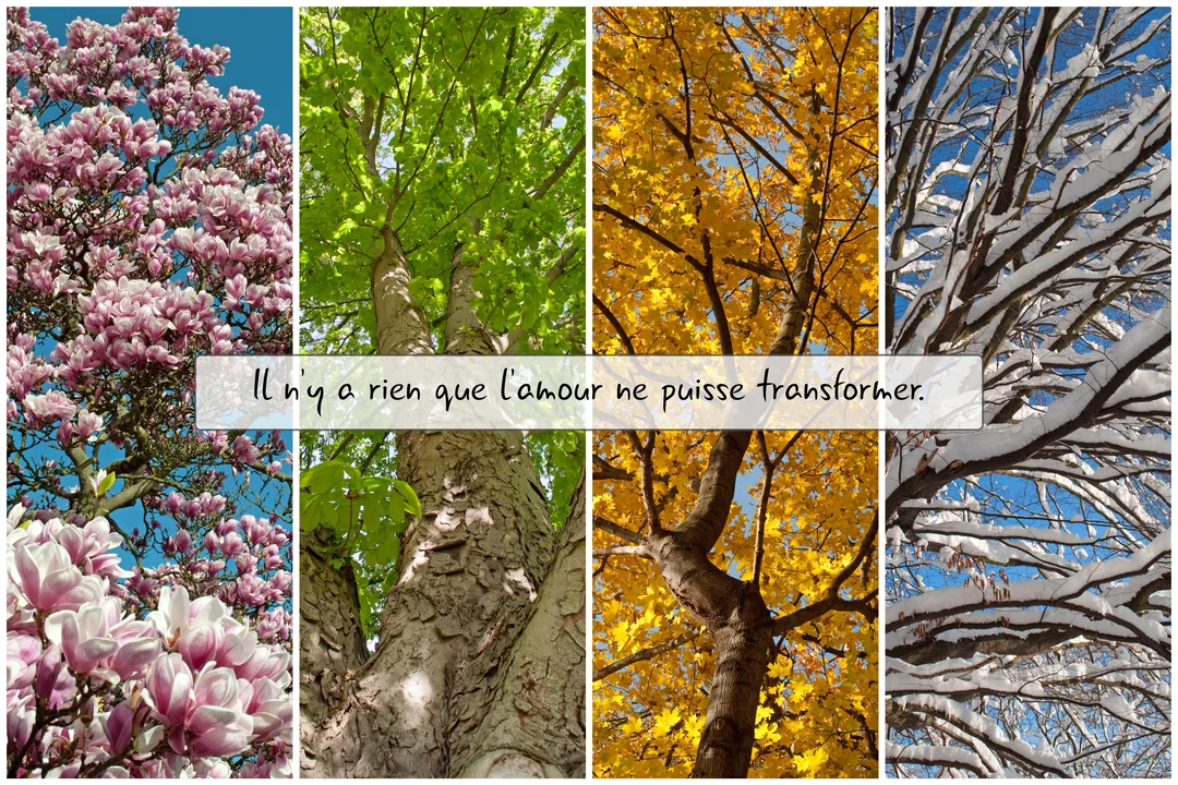 Montage visuel de quatre scènes d'un arbre à travers les saisons : floraison, feuillage vert, couleurs d'automne et branches enneigées.