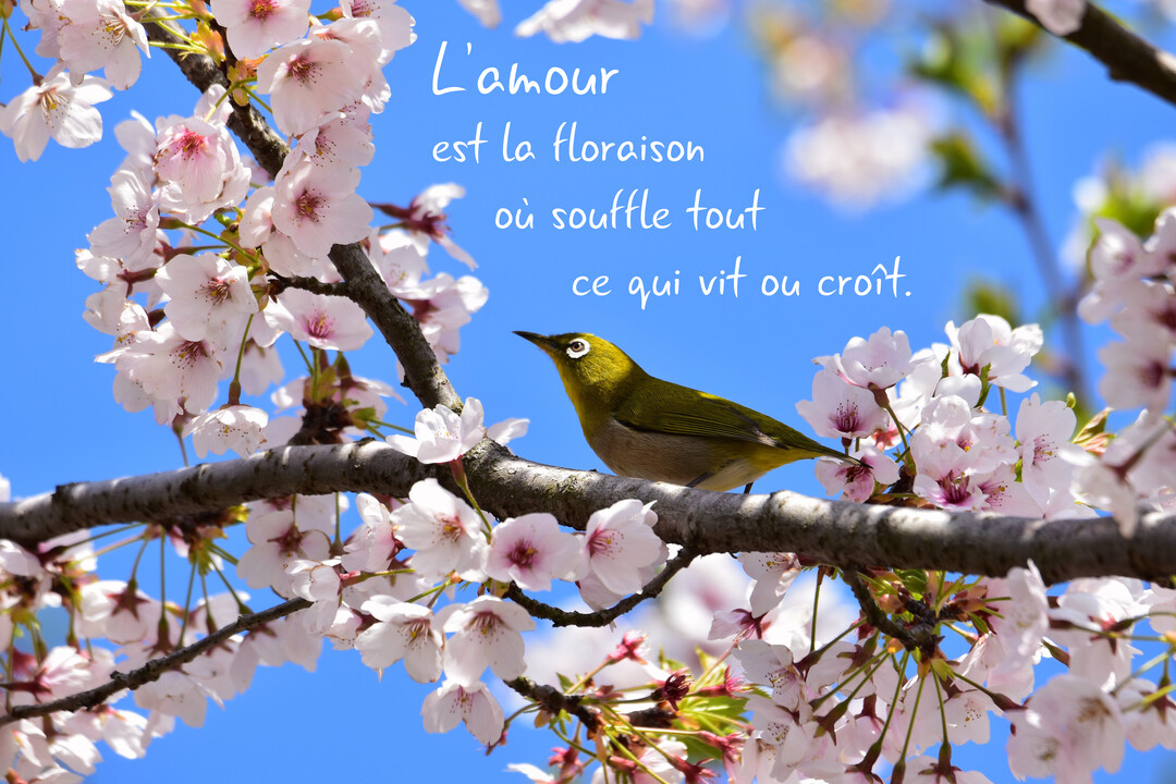 Un petit oiseau vert et jaune au cercle oculaire blanc est perché sur une branche de cerisier en fleurs, sur un fond de ciel bleu.