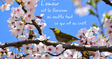 Aperçu de la carte : « L'amour est la floraison où souffle tout ce qui vit... »