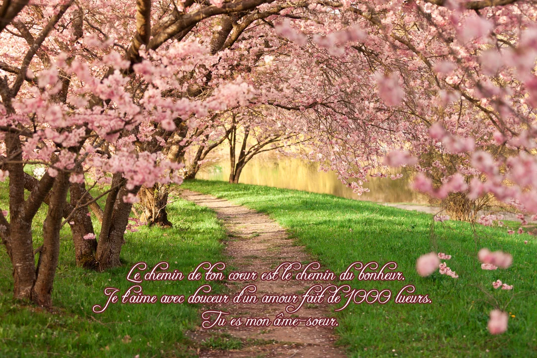 Une photographie d'un sentier de terre sinueux dans un parc verdoyant, sous une voûte de cerisiers aux abondantes fleurs roses et lumineuses.