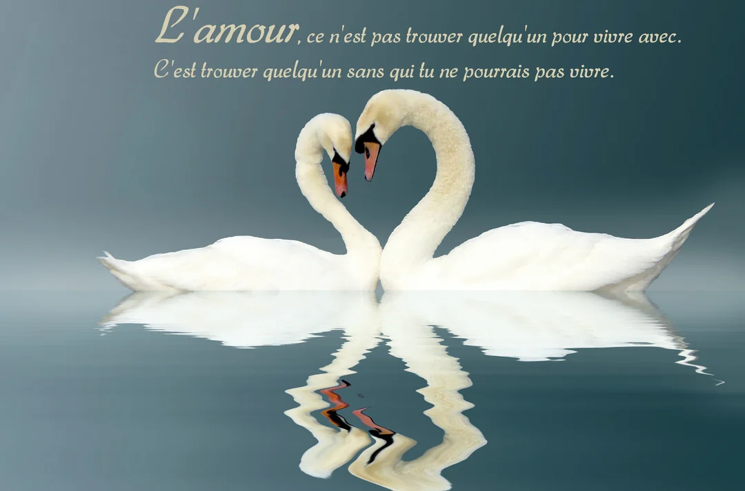 Deux cygnes blancs majestueux se font face sur une eau calme, leurs cous formant un cœur parfait sous une citation romantique.