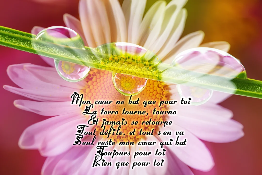 Photographie macro d'une marguerite rose avec une tige d'herbe portant des gouttes de rosée, superposée d'un poème d'amour en calligraphie.