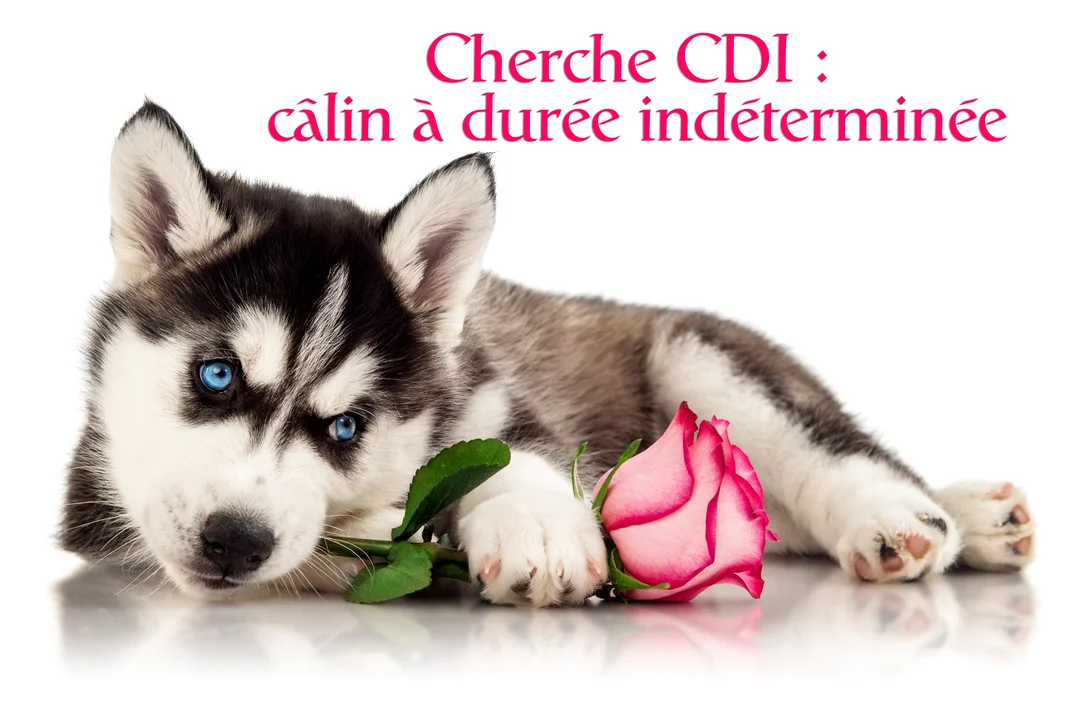 Un chiot husky noir et blanc aux yeux bleus est couché sur un fond blanc, une rose rose posée près de sa patte.