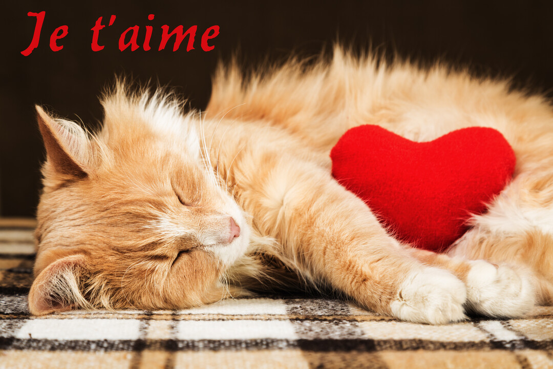 Un chat roux au poil long dort sur une couverture à carreaux, tenant un cœur rouge en peluche entre ses pattes avant.