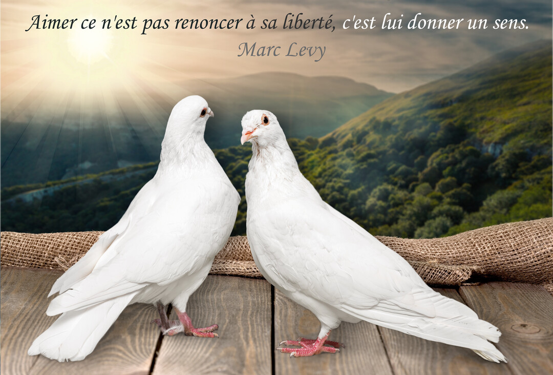 Deux colombes blanches se tiennent sur un plancher en bois, se regardant, avec un paysage de montagnes verdoyantes et un soleil éclatant en arrière-plan.