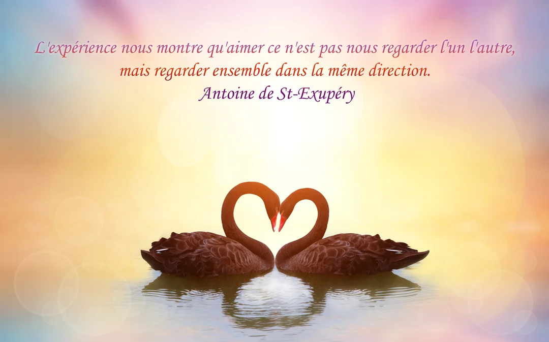 Deux cygnes noirs se font face sur une eau calme, leurs cous courbés formant un cœur parfait sous un ciel aux teintes pastel.