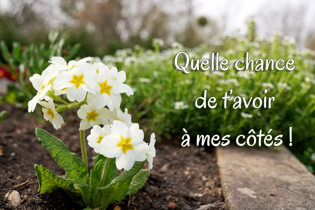 Gros plan sur des fleurs de primevère blanches au cœur jaune, plantées dans un jardin verdoyant, avec un texte manuscrit superposé.