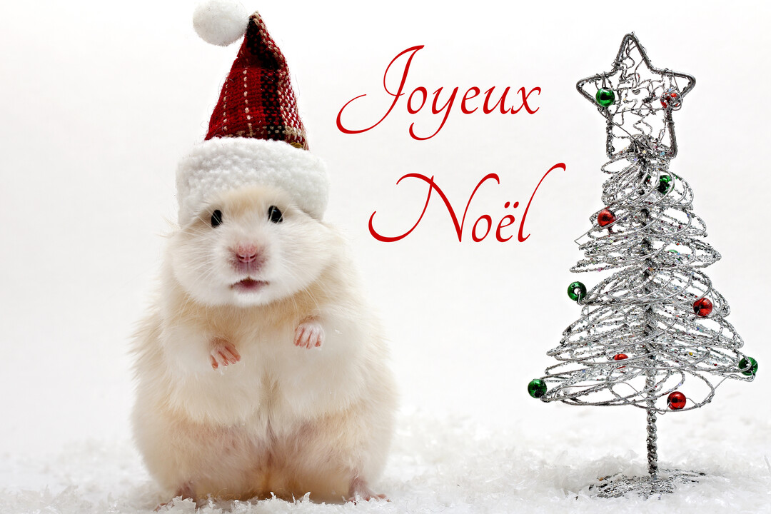 Un hamster beige et blanc coiffé d'un bonnet de Noël rouge se tient dans la neige à côté d'un sapin argenté décoré.