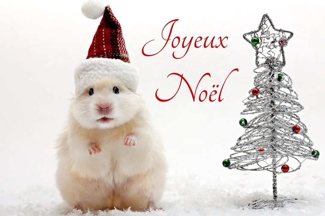 Un hamster beige et blanc coiffé d'un bonnet de Noël rouge se tient dans la neige à côté d'un sapin argenté décoré.