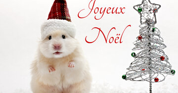 Aperçu de la carte : Joyeux Noël