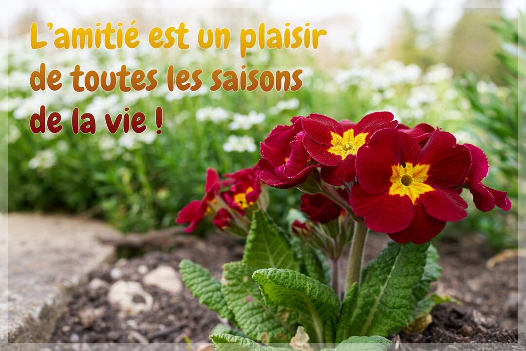 Photographie de primevères rouges à cœur jaune dans un parterre, avec en arrière-plan flou un jardin fleuri et une citation sur l'amitié.